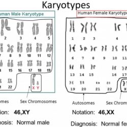 Cut and paste karyotyping activity