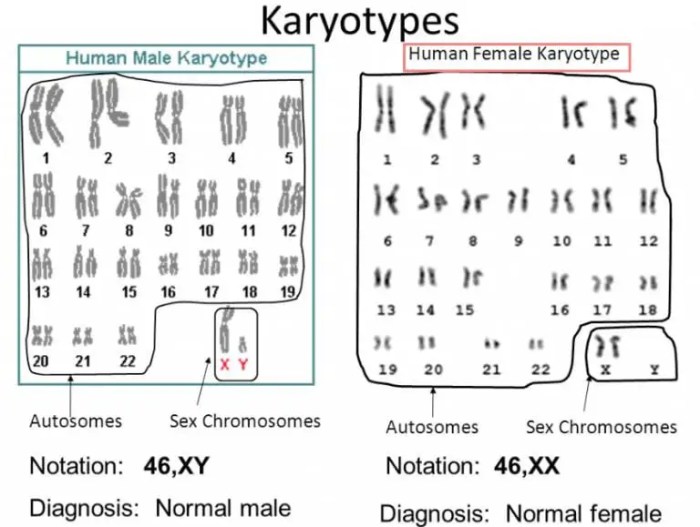 Cut and paste karyotyping activity