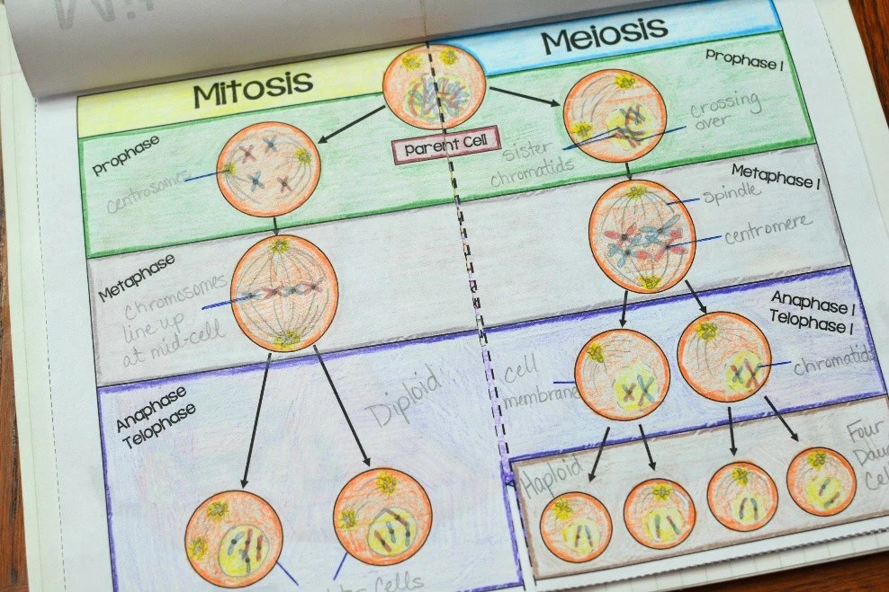 Meiosis mitosis comparing teaching venn amoeba contrasting division