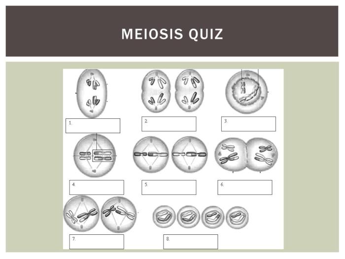 Quiz on meiosis and mitosis