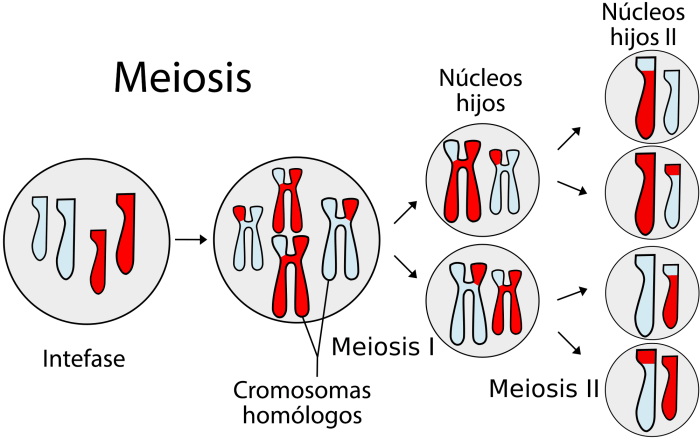 Meiosis mitosis snurfle