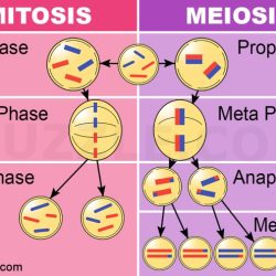 Quiz on meiosis and mitosis