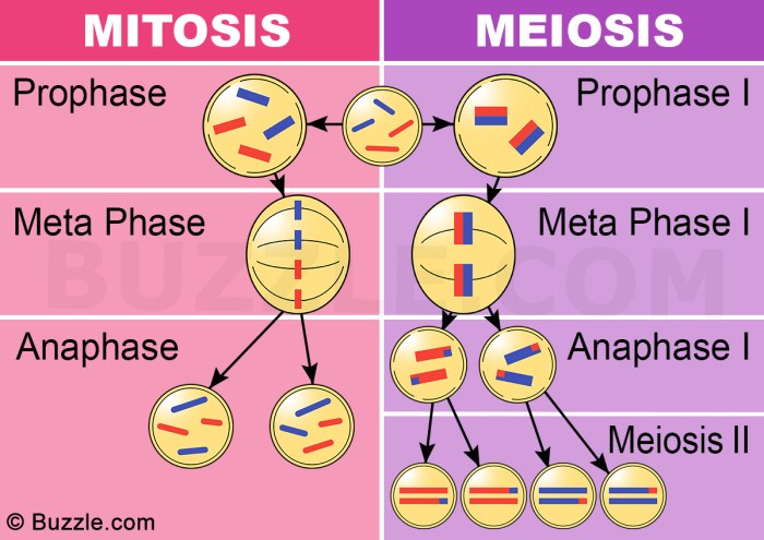 Quiz on meiosis and mitosis