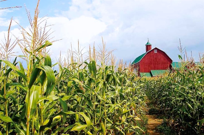 A farmer plants corn and wheat on a 180-acre farm