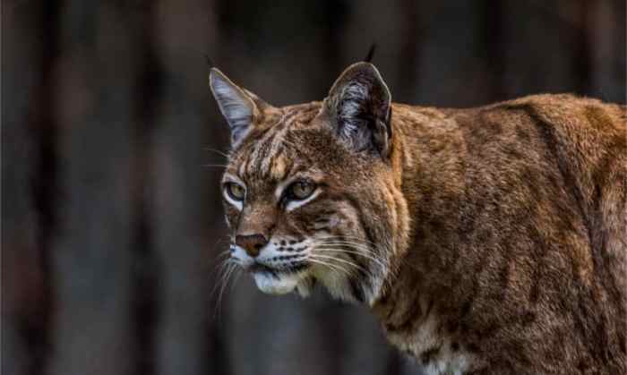 The population of bobcats in northern arizona