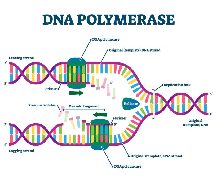 Dna polymerase i has 5'-3' polymerase activity