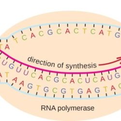 Dna eukaryotes prokaryotes replication polymerases comparison part 92m