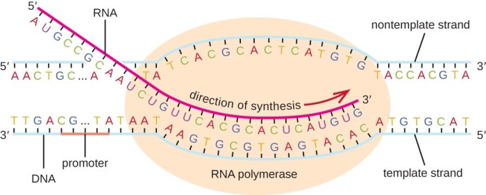 Dna eukaryotes prokaryotes replication polymerases comparison part 92m