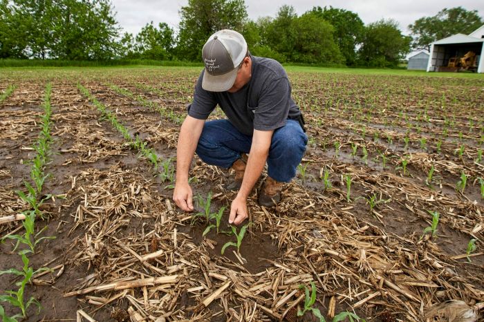 Jagung tanaman pemupukan planting wheat manis kukurydzy ditanam tanam jarak pertama cocok siew pupuk agrozine musim penghujan produktivitas kandang terhadap