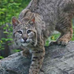 Arkansas bobcats february