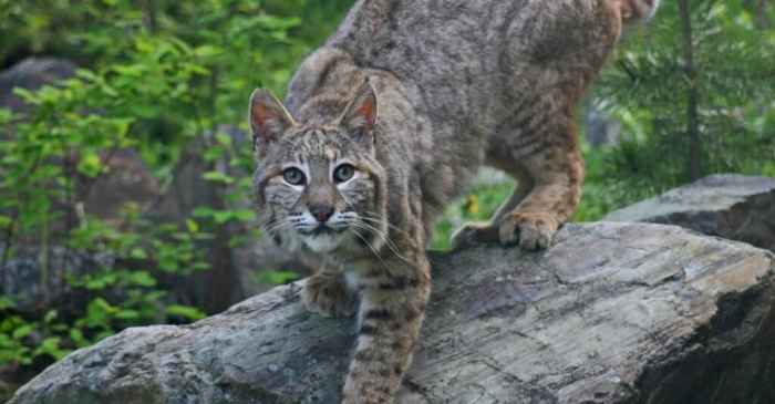 Arkansas bobcats february