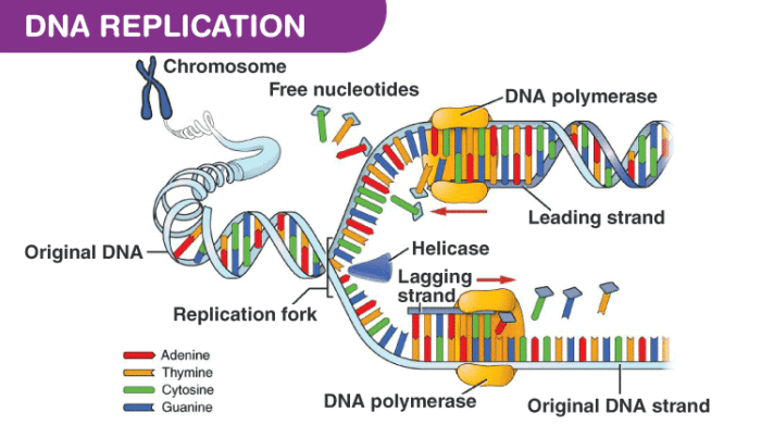 Dna polymerase i has 5'-3' polymerase activity